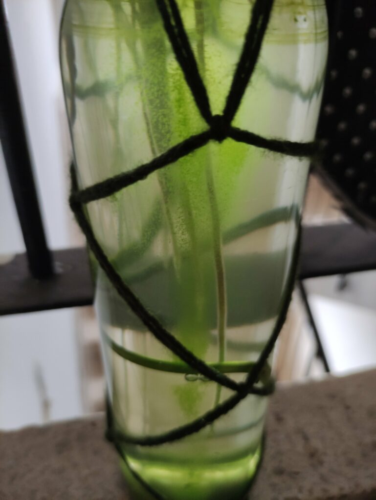 בקבוק פוטוס במים עם ירוקת