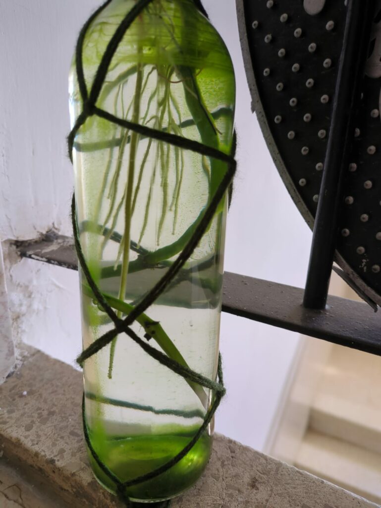 פוטוס בבקבוק עם ירוקת