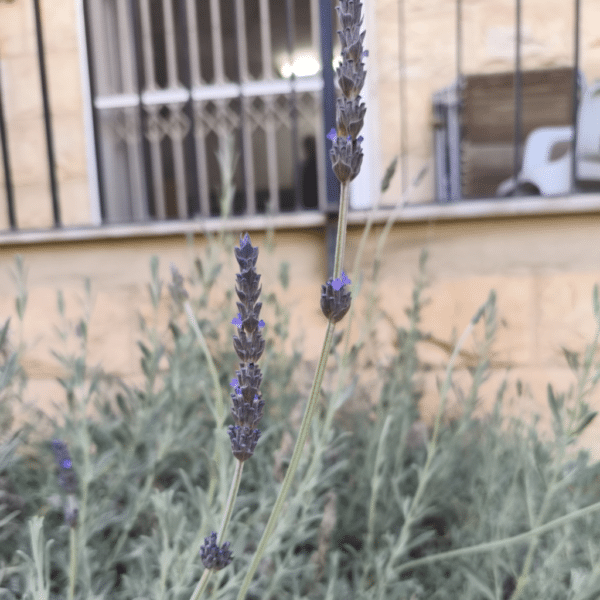 פרחי לבנדר
